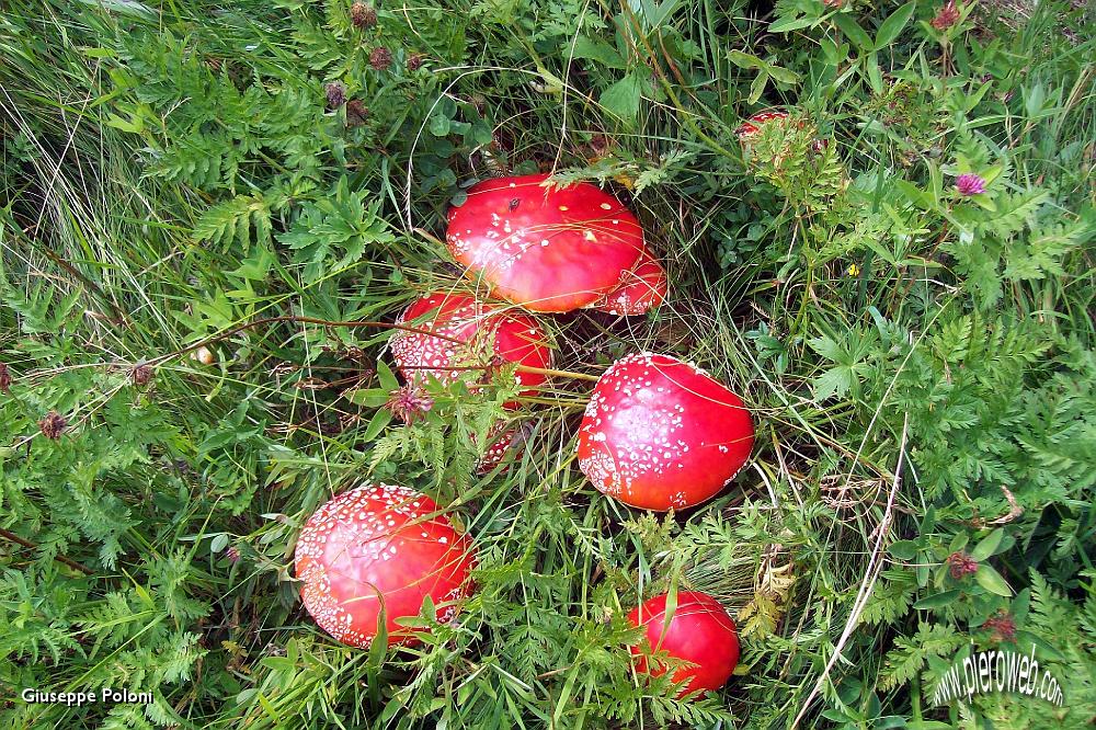 26- ammannita muscaria .jpg